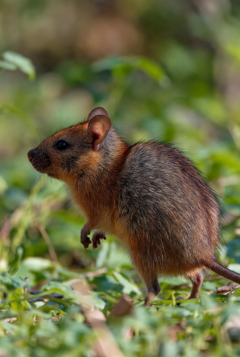 Enggano rat